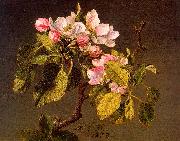 Martin Johnson Heade Apple Blossoms Sweden oil painting artist